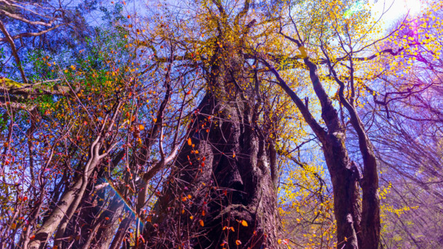 御岳山・ロックガーデン