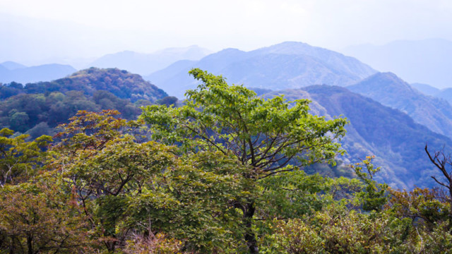 丹沢・塔ノ岳